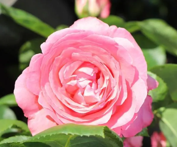 Casa Stetten Lörrach